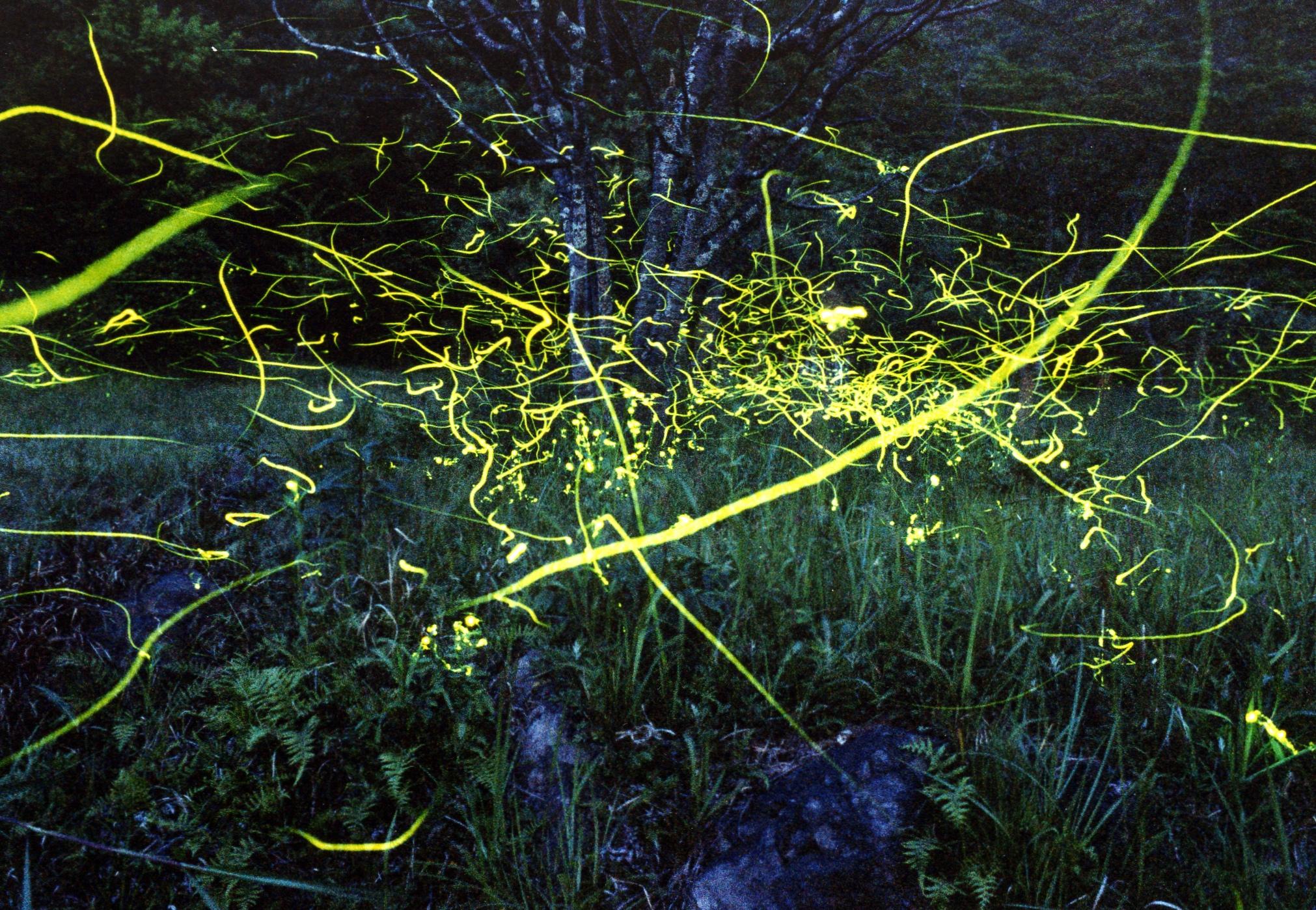 麻生区（山鹿市鹿北町）ホタル観賞会: 山鹿のイベント - 山鹿探訪なび