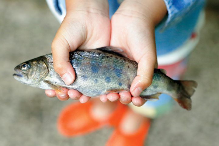 ヤマメ釣り 山鹿探訪なび 山鹿市の観光ガイド