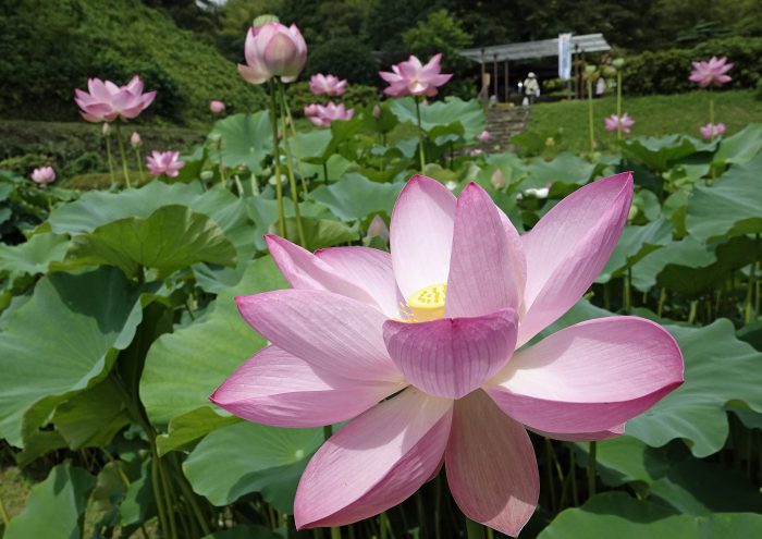 蓮まつりコンテスト入賞作品 山鹿探訪なび 山鹿市の観光ガイド