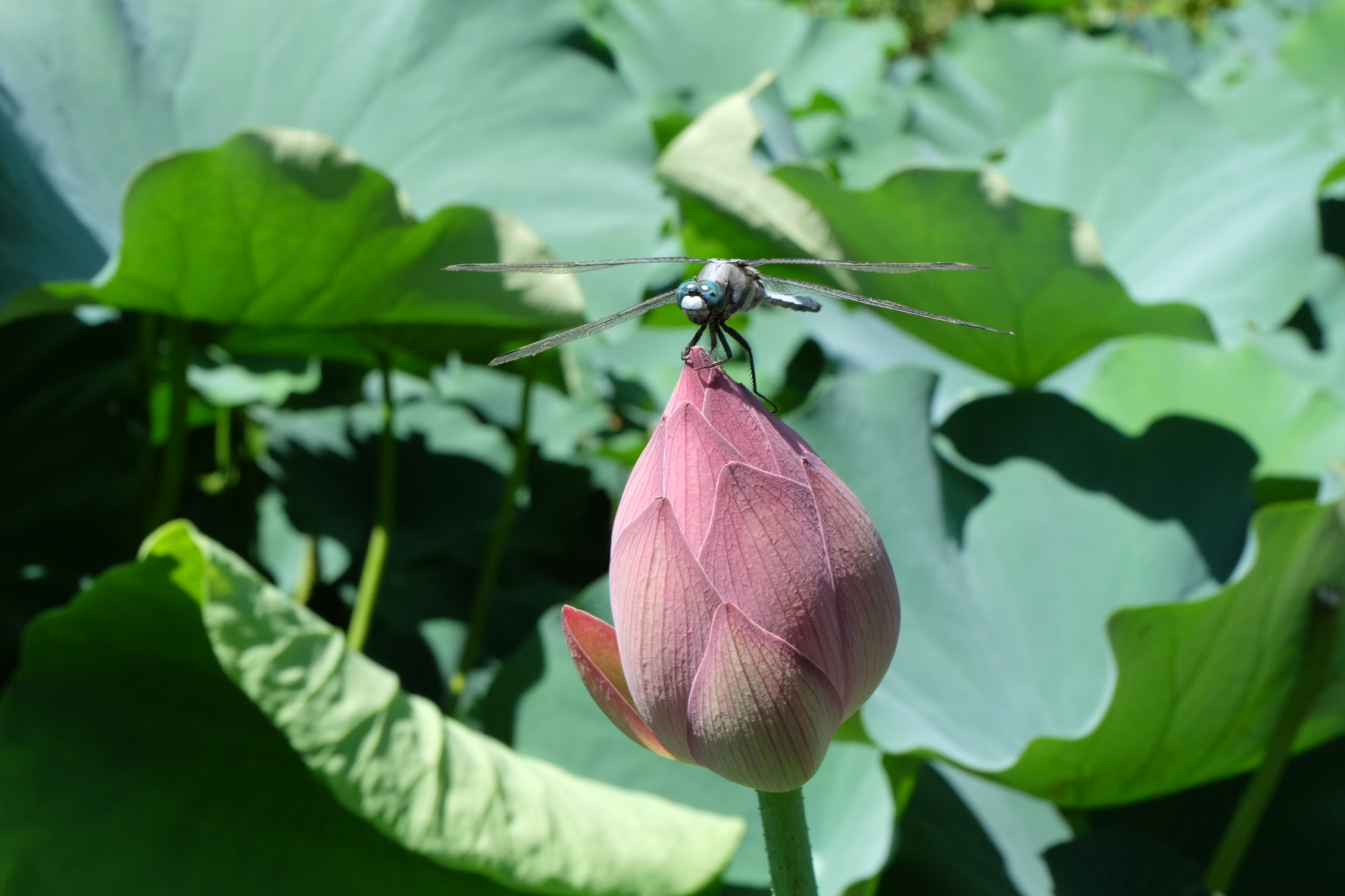 鹿央物産館 ハスの開花状況 山鹿探訪なび 山鹿市の観光ガイド