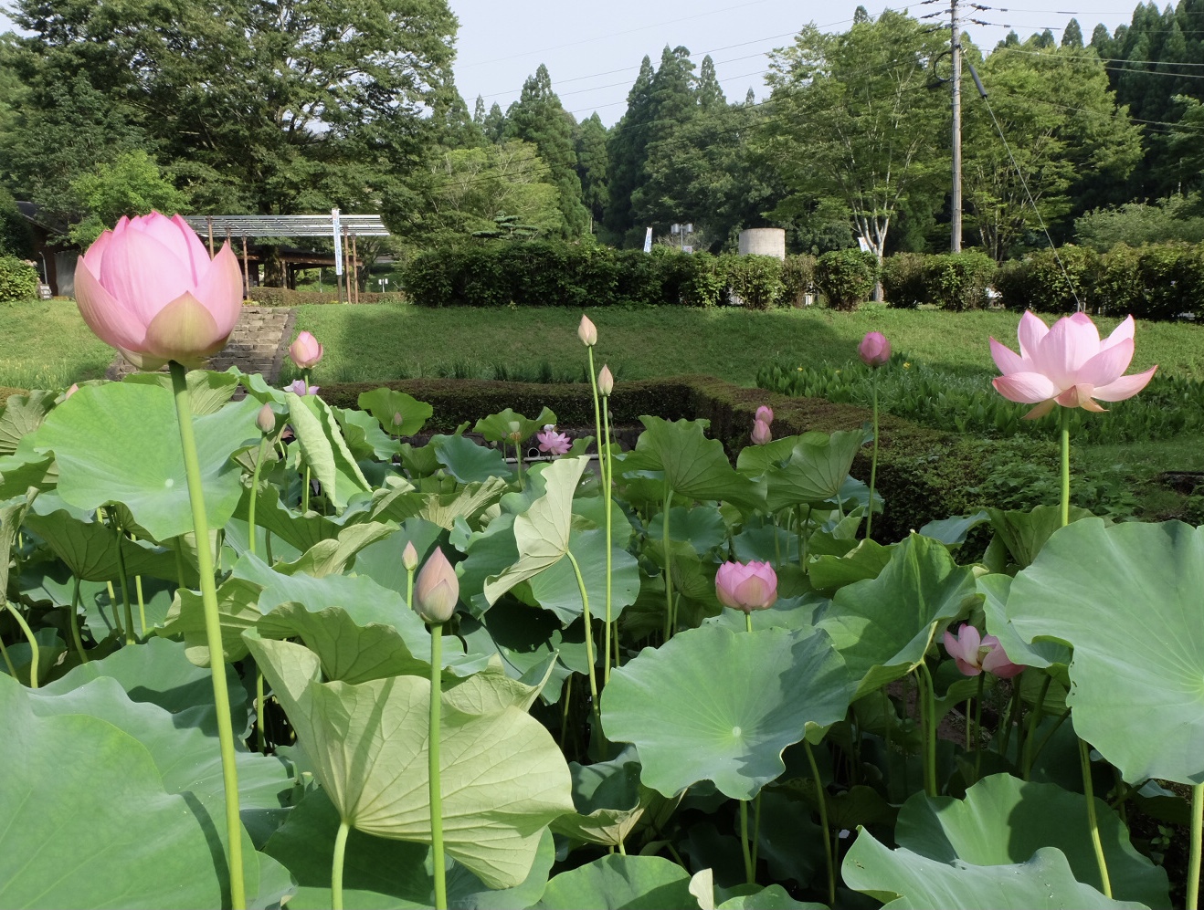 鹿央物産館 ハスの開花状況 山鹿探訪なび 山鹿市の観光ガイド