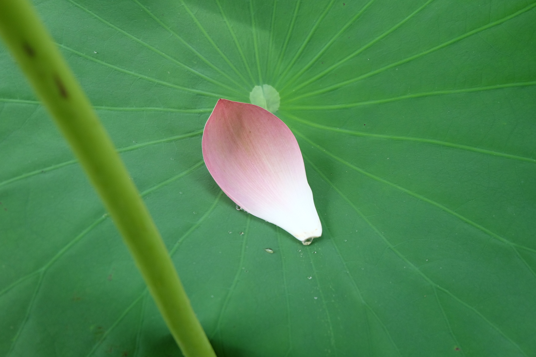 鹿央物産館 ハスの開花状況 山鹿探訪なび 山鹿市の観光ガイド